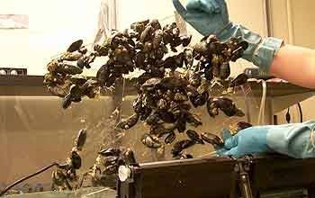 purduemusselglass.jpg | Instron | Instron